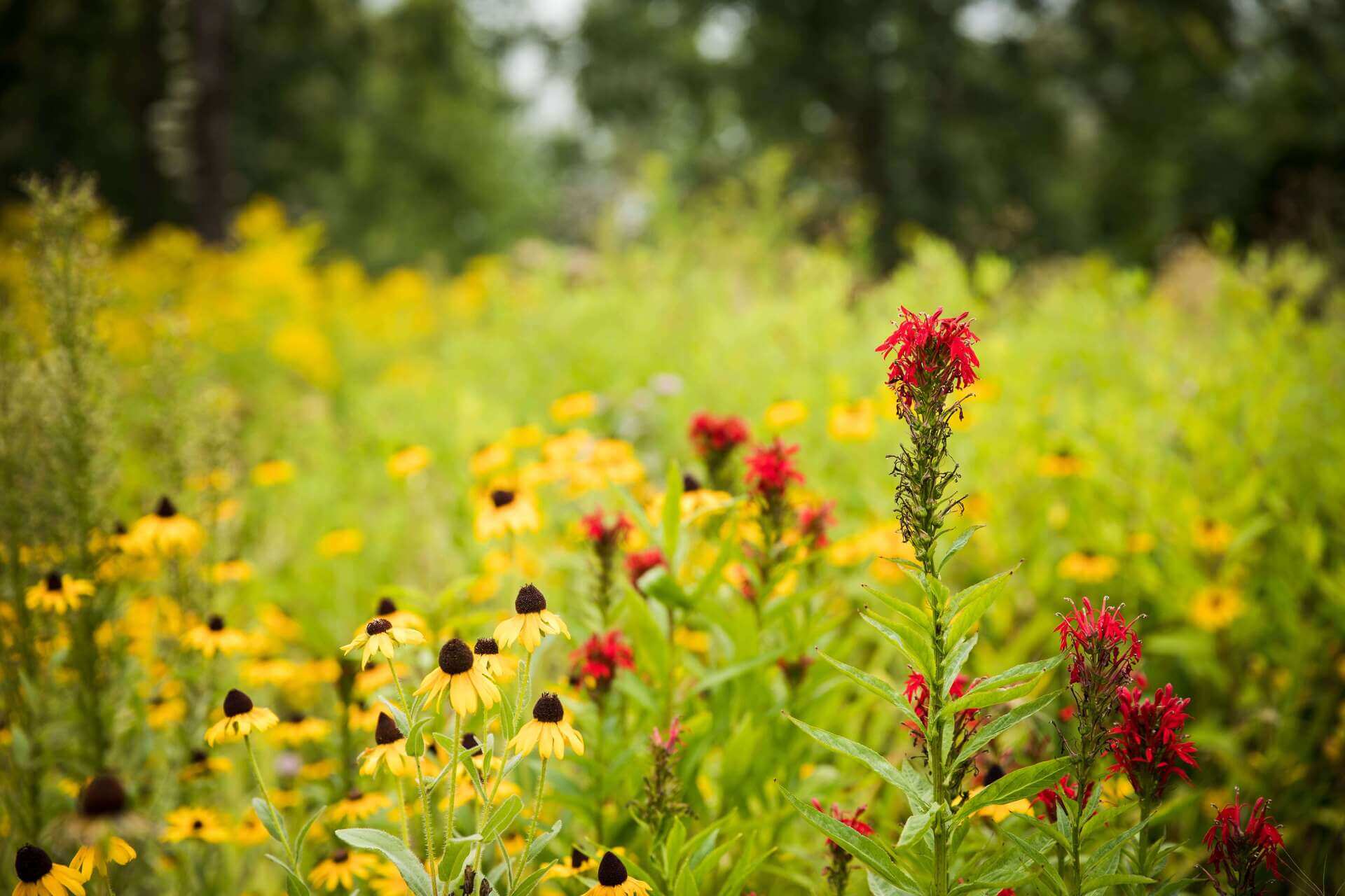 Gestion différenciée des parcs et espaces verts