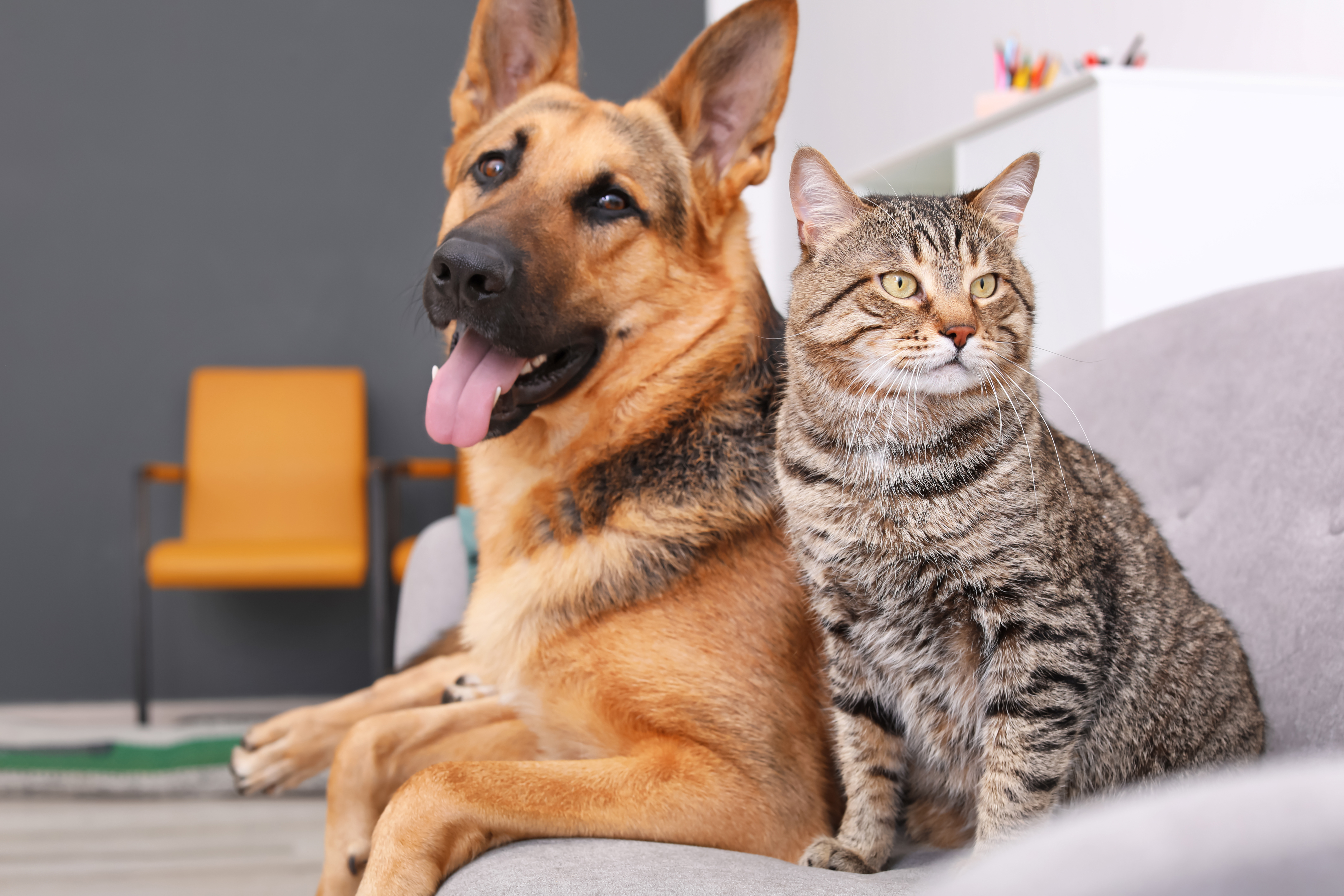 <p>La Ville est fière d’accueillir les animaux de compagnie de nombreuses familles. Deux parcs canins sont d'ailleurs mis à la disposition des citoyens pour permettre à leur chien de s'amuser librement. À Candiac, la licence est obligatoire pour tous les chiens, les chats et les micro-cochons.</p>
<p>Tout savoir sur les <a href="http://mtl9.locomotive.ca/animaux" target="_blank" rel="noopener">animaux</a>.</p>