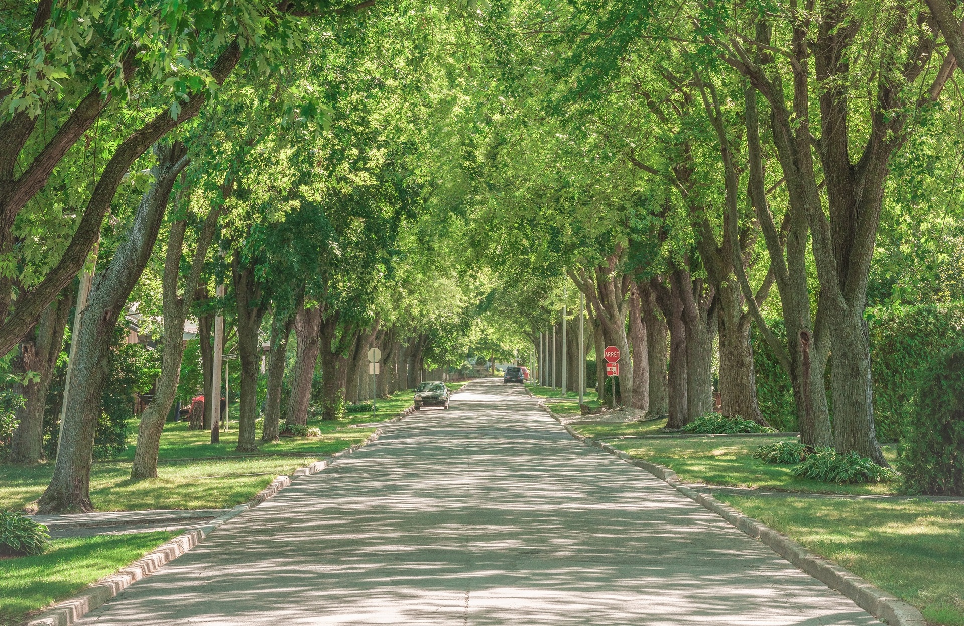 Les racines des arbres