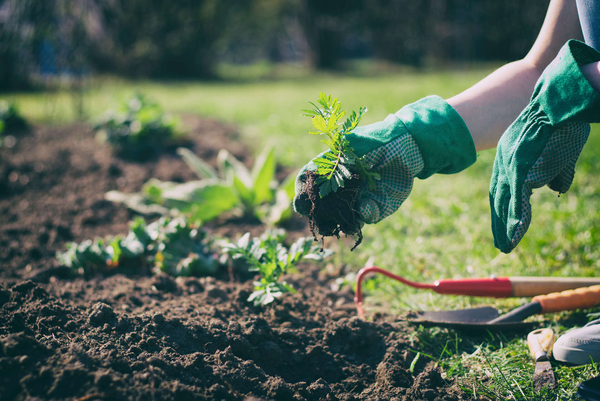 Conseils horticoles